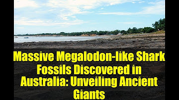 Massive Megalodon-like Shark Fossils Discovered in Australia: Unveiling Ancient Giants