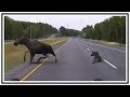 Close Call For Moose Crossing Road In Alaska | Dash Cam | United States | 20190727