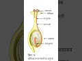 वर्तिकाग्र (Stigma) पर परागकणों (Pollen Grains) के अंकुरण की प्रक्रिया