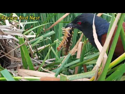 Greater coucal Birds Ctches Scolopendra \u0026 Frog for the baby to eat [ Review Bird Nest ]