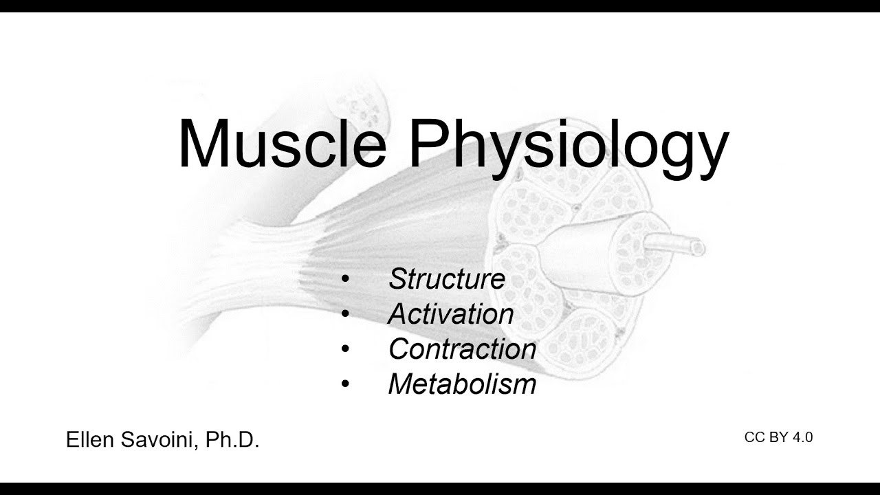 Muscle Physiology (BIO 201 Human Anatomy & Physiology I)