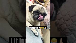 Ltt lgg gaye 😂🙏🏻#2026 #mypug #love #ytshorts #yt #trending #viral #pug #cute#yt #bestyoutuber