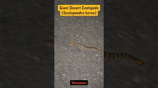 Venomous Giant Desert Centipede