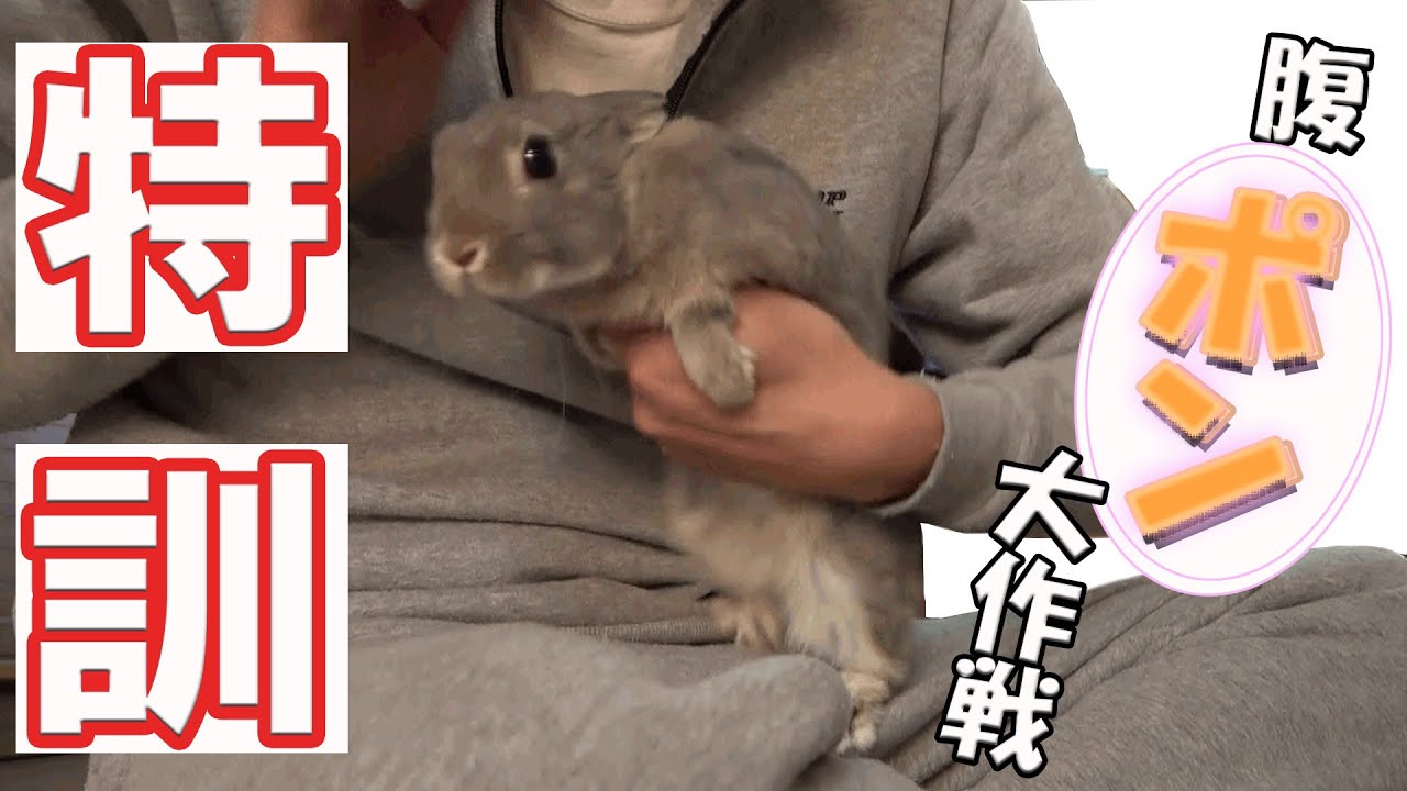 うさぎ うさぎが膝上に乗る特訓の仕方 54 Youtube