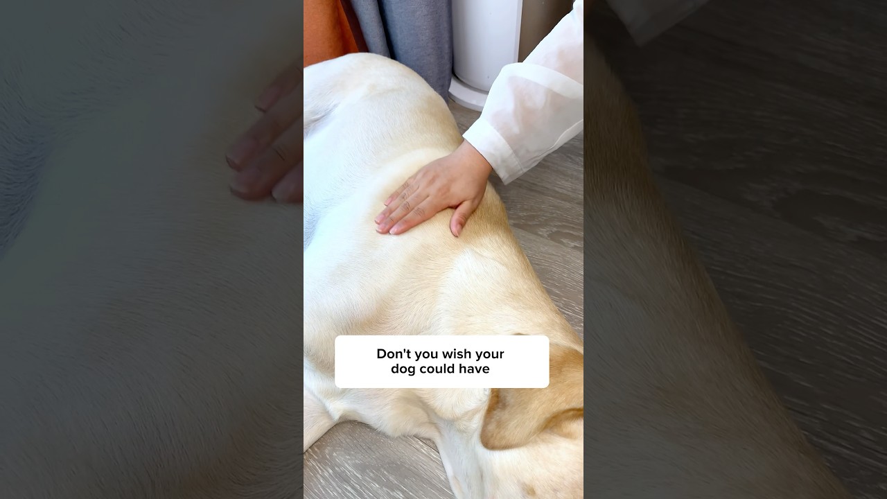 Top Benefits of Fish Oil for Dogs | Boost Your Dog’s Health with Omega-3 | Pet Care Tips