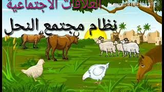 درس تنظيم مجتمع النحل دروس العلوم الطبيعية للسنة الثانية متوسط