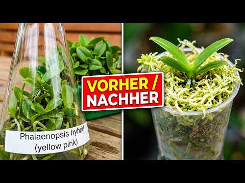 Phalaenopsis-Jungpflanzen pikieren: So überleben die empfindlichen Wurzeln