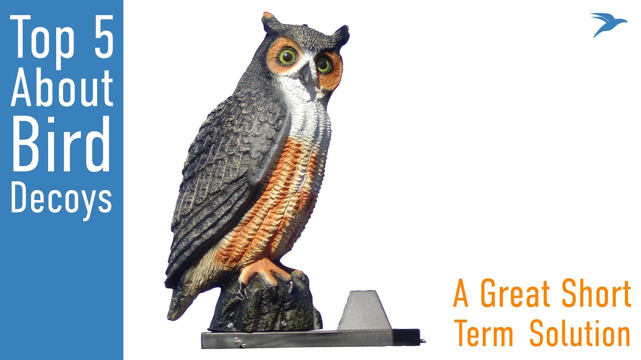 5 Things to Know About Bird Decoy Deterrents YouTube