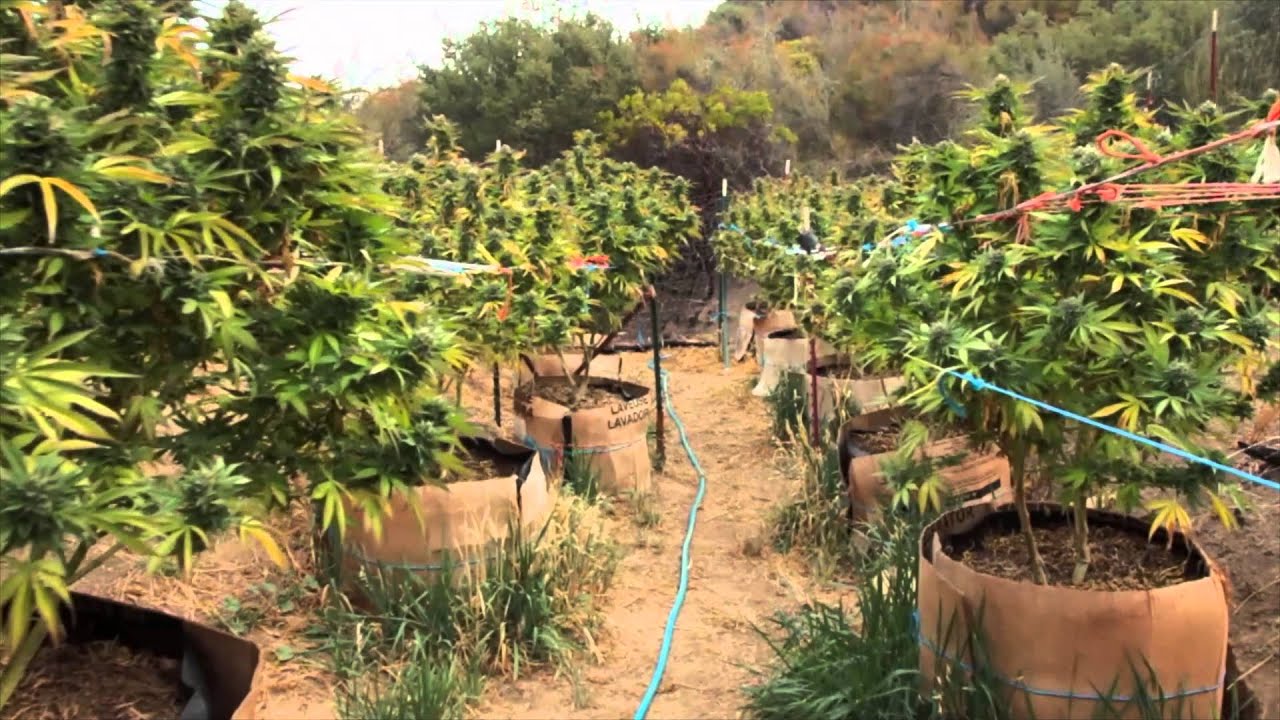 Jorge Cervantes: Kryptonite Canyon (Lake County 2010)