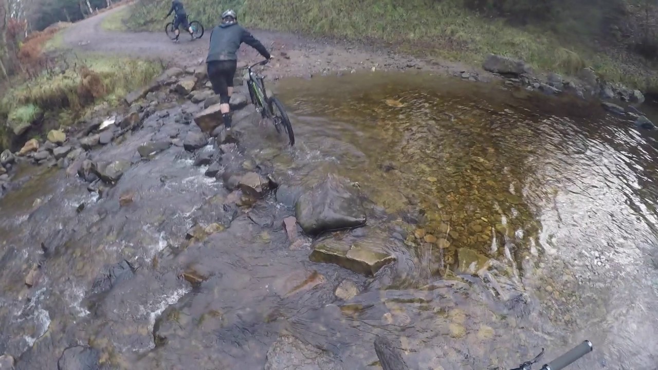 Hamsterly Forest Dec 2016