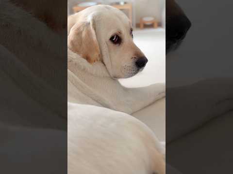 애절한 눈빛 연기 제일 잘하는 김대한이🐶 #강아지도가족입니다 #주세요