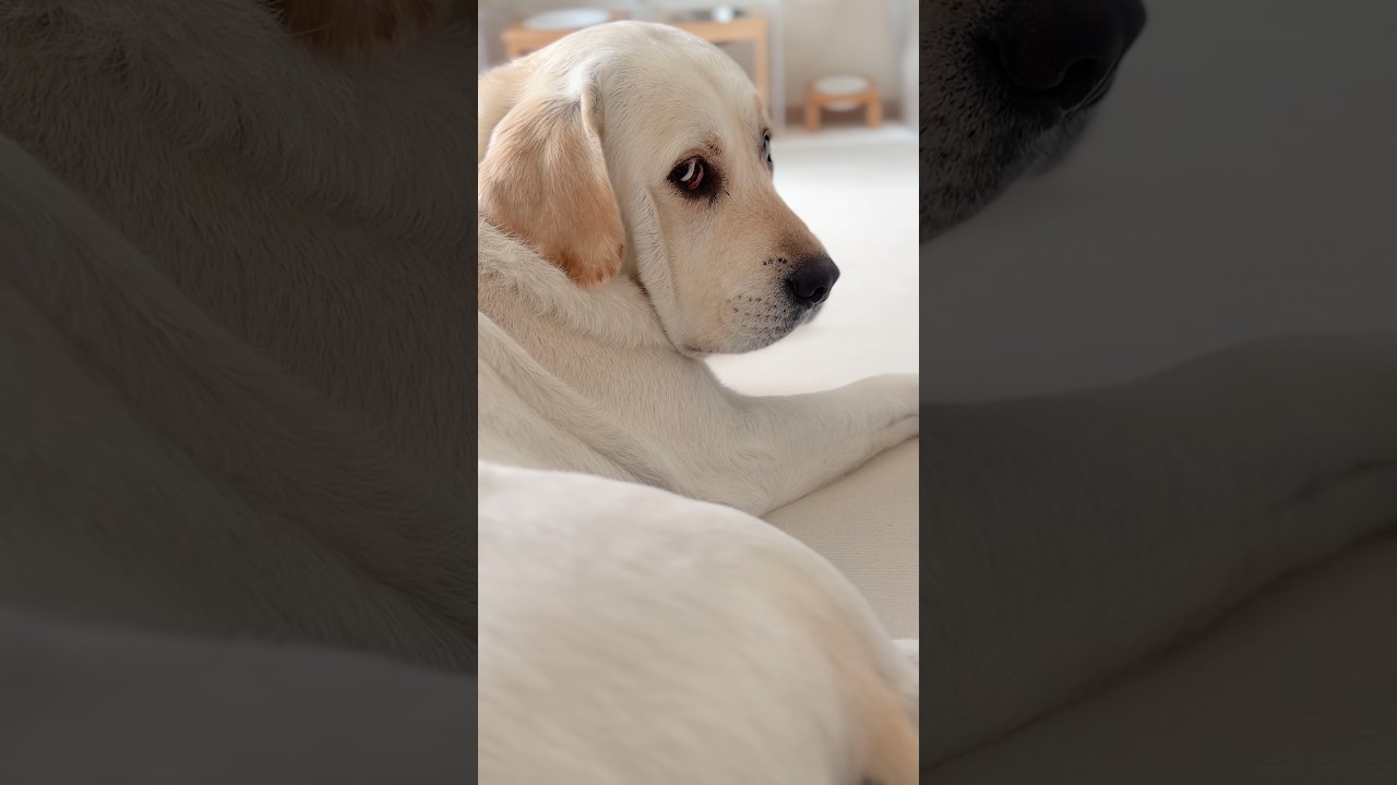애절한 눈빛 연기 제일 잘하는 김대한이🐶 #강아지도가족입니다 #주세요