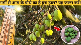 How To Care Mango Plants in Summer? How to protect mango trees from strong sunlight and heat