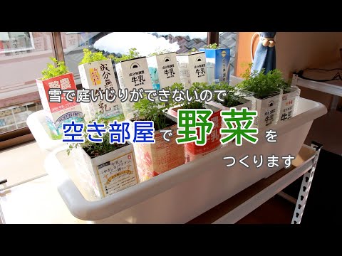 冬の室内ガーデニングで野菜を育てる実体験と失敗しないコツ