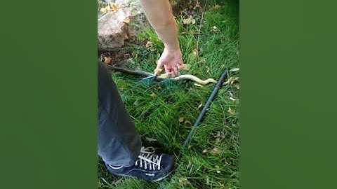 Freeing a beautiful grass snake from pond netting