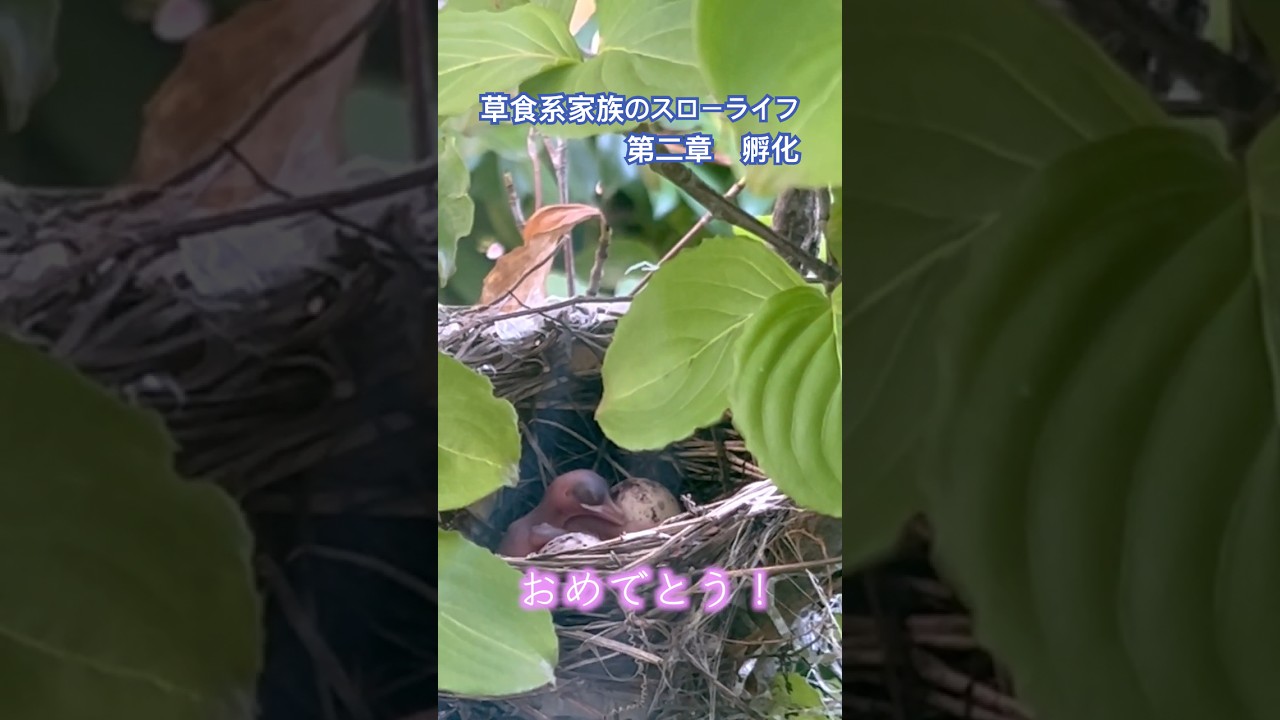 第二章　孵化　#草食系家族のスローライフ　#shorts #ヒヨドリ　#子育て日記 #孵化　#7/22生まれ