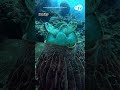 Turtle's unusual napping spot captured by scuba diver