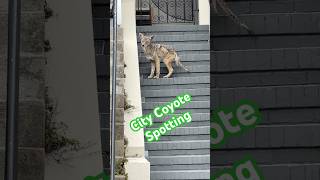 Big City Coyote Spotting