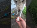 Dog-Safe Easter Egg Hunt...What Should We Make Next? #dogsafefood #easter #easter2025 #fyp #natural