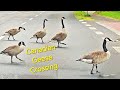 Canadian Geese Crossing | კანადური ბატები | カナダガン | कैनेडियन गीज़ | канадские гуси | غازهای کانادایی