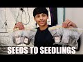 Did the seeds sprout beginners guide to growing chilli peppers