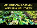Melone Giallo e Mini Anguria nell' Orto Pronti per Fruttificare