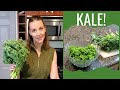 HOW TO PREPARE RAW KALE. New to kale? Learn how to eat kale from a registered dietitian.