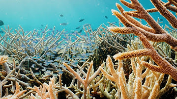 Dell Technologies - driving human progress with Citizens of the Great Barrier Reef