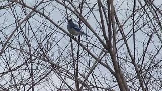 Famous Blue Jay Imitating Red-Tailed Hawk Net Worth