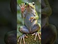 The story rabbit it's crocodile beautiful #youtubeshort #cartoon #animation video