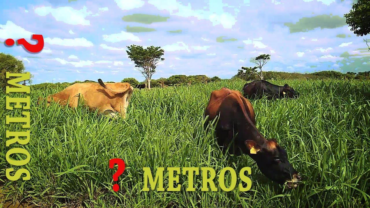 QUAL É O TAMANHO DOS MEUS PIQUETES??? - Dúvidas sobre piquete #3