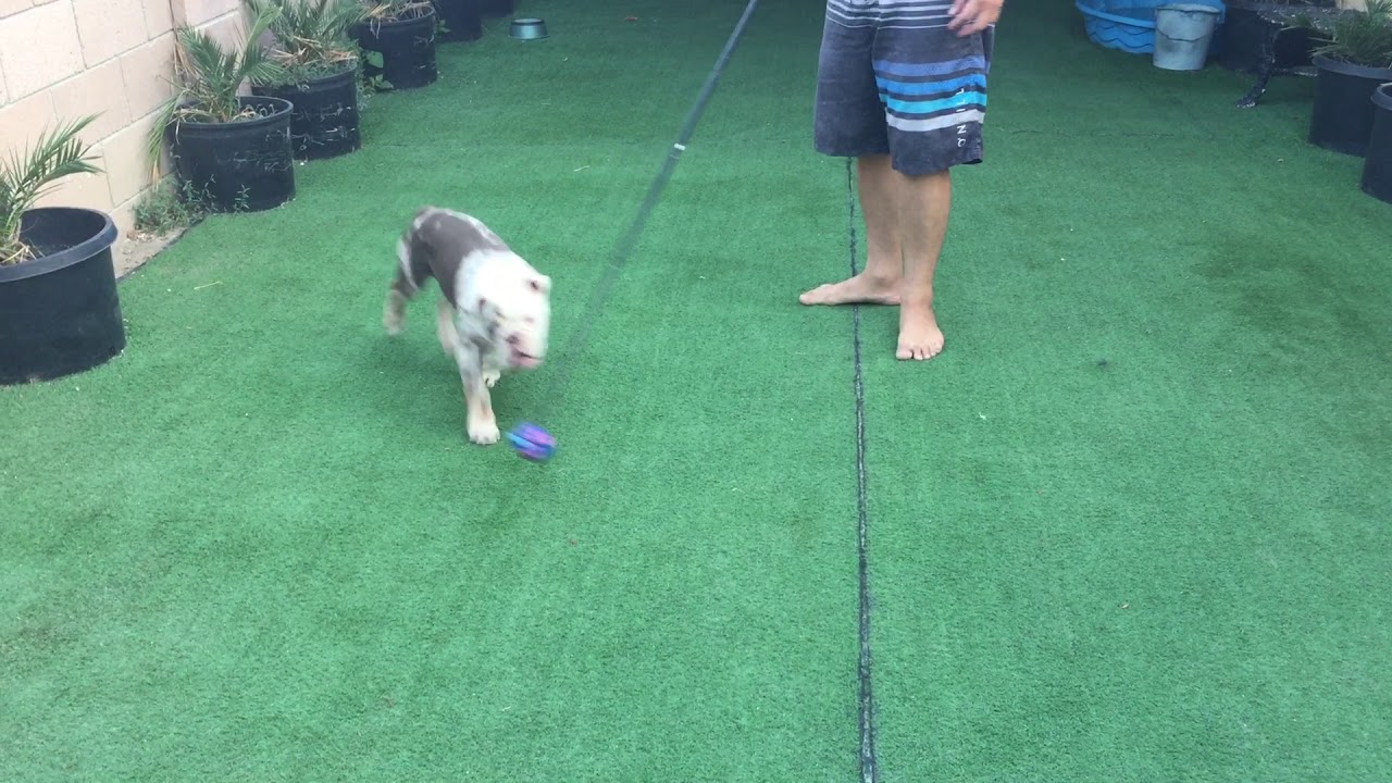 dog chasing rope