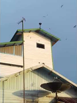 Suara walet stres menggelegar