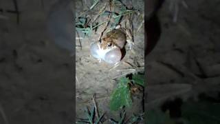 bainded bull frog sound #viral #frog sound #meting #villagelife