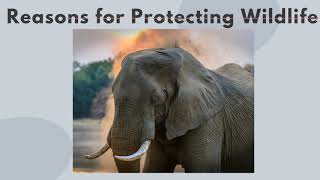Wildlife Conservation