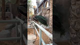 Abou Dhabi zoo wildlife shorts ytshorts share like subscribe animals viral fyp اشتراك لايك