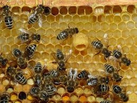 ლექციები მეფუტკრეობაზე 5 ( ფუტკრის ჭეო )