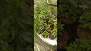 indoor Grow updated progress