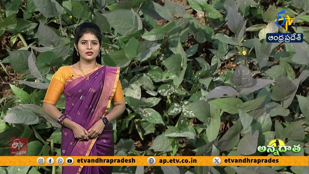 అన్నదాత  | 3rd February" 2026 | Annadata | Full Bulletin | ETV Andhra Pradesh