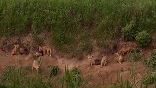 Сокулукта кичинекей жырткычтар толгон уя табылды