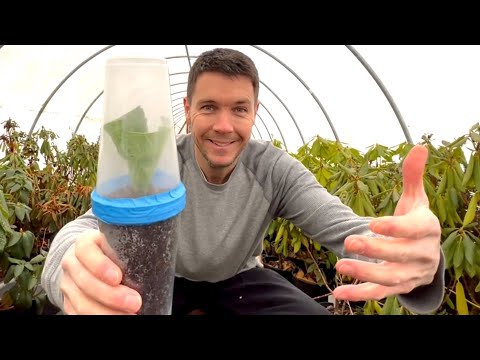 Video: 3 Ways to Grow Opuntia