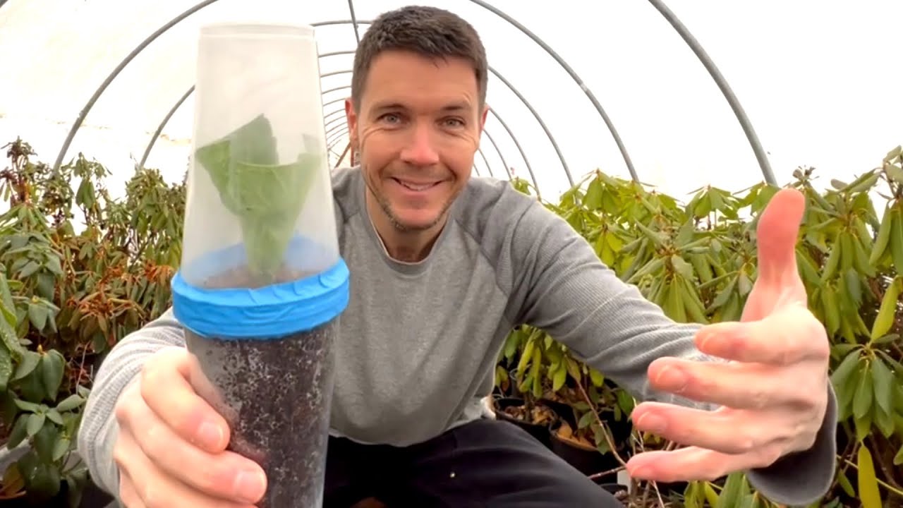 How to GROW HYDRANGEAS from Cuttings: Easiest Method | Plant Propagation Tips and Tricks