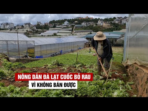 Video Nông dân Đà Lạt cuốc bỏ rau vì không bán được do... - youtube