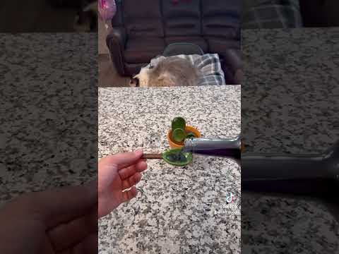 CactusMeasuring Spoons Set #amazon #amazonfinds #product #kitchen #gadgets #cactus #cat #regdoll