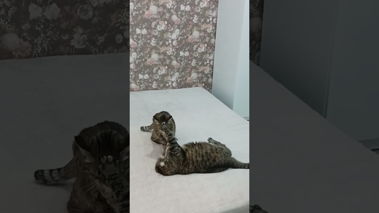 🏠 The Cat Mortgage 😹 Кошачья ипотека. Спор за кровать!