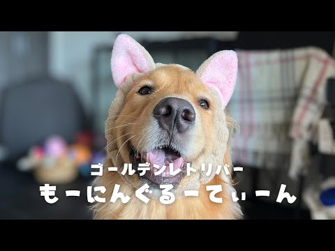 【Vlog】ゴールデンレトリーバーと過ごす朝/Morning Routine with My Golden Retriever