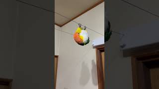 Parakeet's Upside-Down Acrobatics