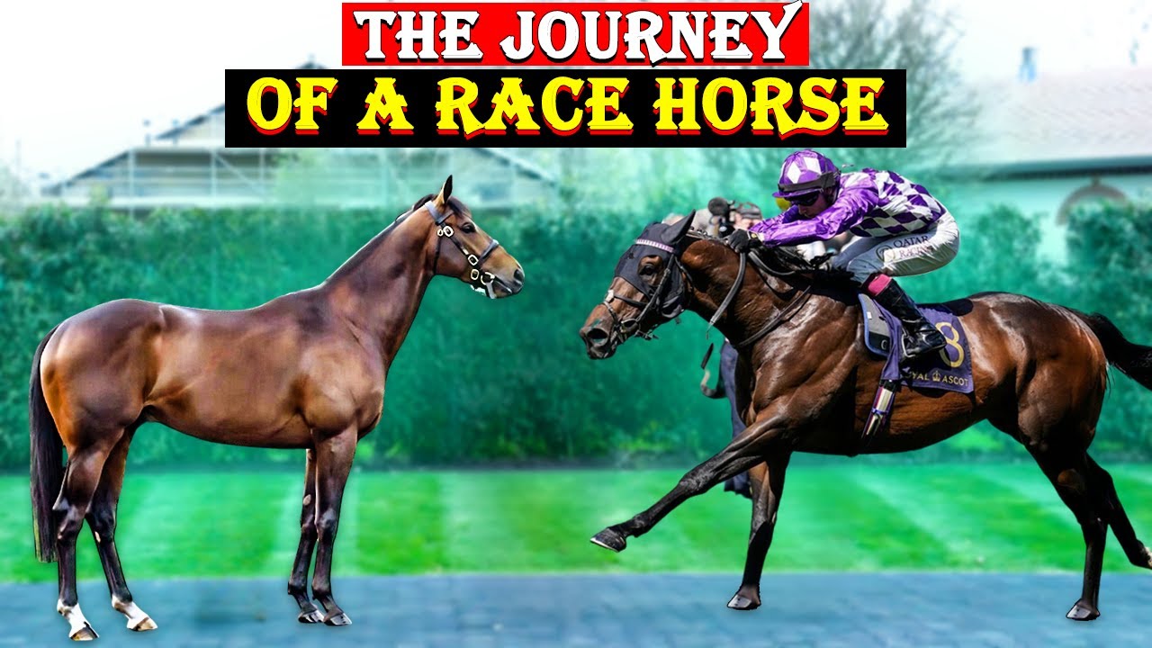“From Foal to Finish Line: The Incredible Journey of a Racehorse"🏇