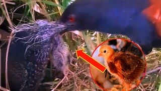 Greater coucal - mother catches chicks to feed, [baby village review]