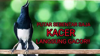 Download lagu Pancingan kacer gacor ngeplong ini ampuh bikin kacer bahan aktif!!